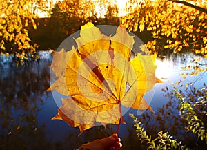 Close-up view of a yellow maple leaf at river and trees background. Colorful fall background