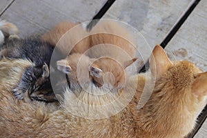 a yellow mother cat nursing her kittens in the backyard