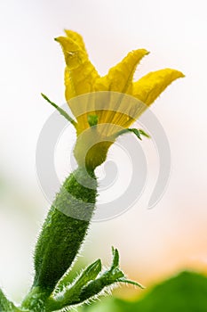 Close-up view of yellow petals of flowering cucumber growing in greenhouse on agricultural farm. Macro photography