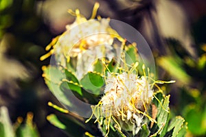 Close up view of a yellow Pincushion Leucospermum flower at Kasteelspoort Hiking Trail