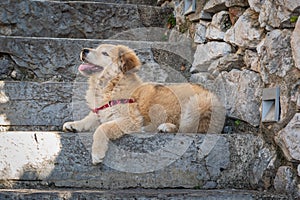 Close up view of a yellow puppy looking up.