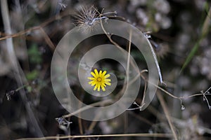 Smooth hawksbeard flower