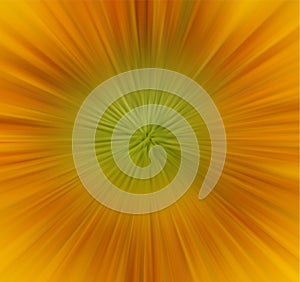 Close up view of the yellow sunflower