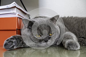 Close-up view of young adult gray British Shorthair cat with yellow eyes lying on work desk