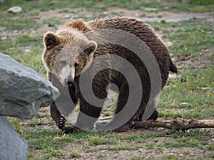 Young bear in the zoo