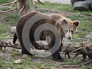 Mladý medveď v zoo