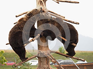 Close up view of young bears while playing in a zoo