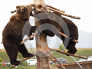 Zblízka pohľad na mladé medvede pri hraní v zoo