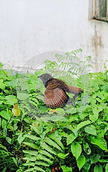 Close-up view of a young greater coucal bird. Bubut Besar is a species of bird in the Cuculidae family.