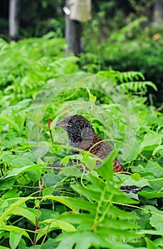 Close-up view of a young greater coucal bird. Bubut Besar is a species of bird in the Cuculidae family.