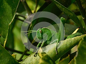 Young Acanthacris ruficornis