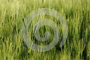 Close up view with young green wheat plants on a wheat grain field.