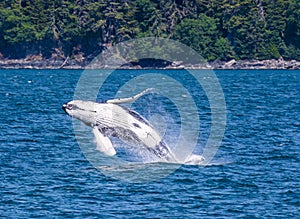 A close up view of a young Humpback Whale breaching and flipping backwards on the outskirts of Juneau, Alaska