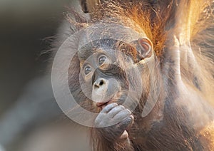 Close-up view of a young Orangutan