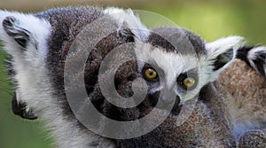 Close-up view of a young Ring-tailed lemur (Lemur catta)