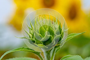 Close-up view of a young sunflower over cloudy sky