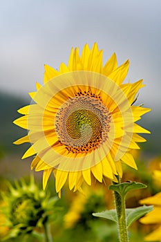 Close-up view of a young sunflower over cloudy sky