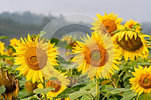 Close-up view of a young sunflowers over cloudy sky