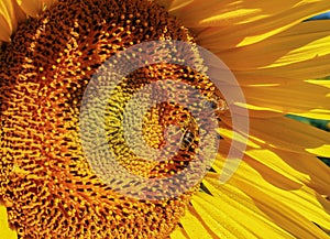 Close-up view of a young sunflowers over cloudy sky