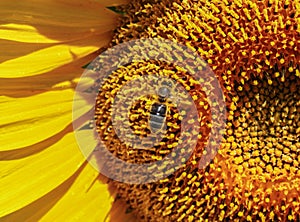 Close-up view of a young sunflowers over cloudy sky