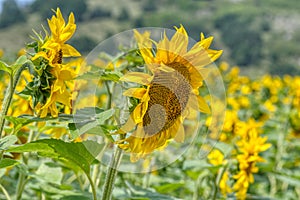 Close-up view of a young sunflowers over cloudy sky