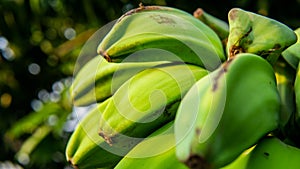 Close up view of young unripe green of Saba banana or Pisang Nipah photo