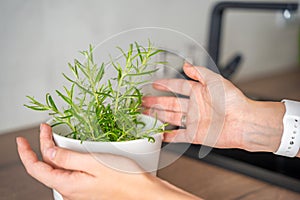 Close up view of young woman hands, female takes care of rosemary in a flower pot in the kitchen. Growing fresh greens