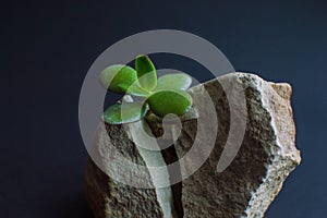 Close-up viewof the gray rock split in two parts by the small green succulent plant. Motivational concept of stamina, strength, ho