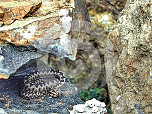Close-up of a vigilant snake coiled in a crevice of a stone slab
