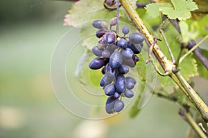 Close-up of vine branch with green leaves and isolated golden blue ripe grape cluster lit by bright sun on blurred colorful bokeh