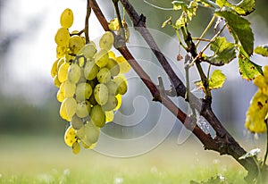 Close-up of vine branch with green leaves and isolated golden yellow ripe grape cluster lit by bright sun on blurred colorful