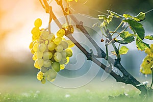 Close-up of vine branch with green leaves and isolated golden yellow ripe grape cluster lit by bright sun on blurred colorful
