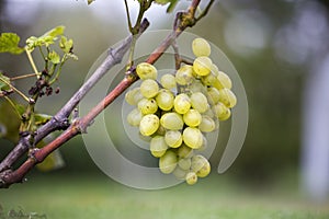 Close-up of vine branch with green leaves and isolated golden yellow ripe grape cluster lit by bright sun on blurred colorful