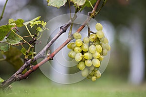 Close-up of vine branch with green leaves and isolated golden yellow ripe grape cluster lit by bright sun on blurred colorful