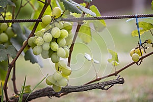 Close-up of vine branch with green leaves and isolated golden yellow ripe grape cluster lit by bright sun on blurred colorful