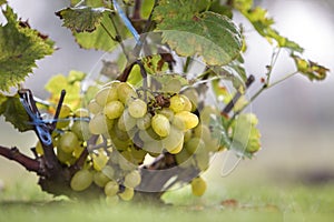 Close-up of vine branch with green leaves and isolated golden yellow ripe grape cluster lit by bright sun on blurred colorful