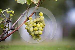 Close-up of vine branch with green leaves and isolated golden yellow ripe grape cluster lit by bright sun on blurred colorful