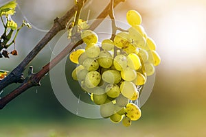 Close-up of vine branch with green leaves and isolated golden yellow ripe grape cluster lit by bright sun on blurred colorful