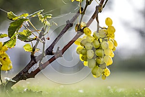 Close-up of vine branch with green leaves and isolated golden yellow ripe grape cluster lit by bright sun on blurred colorful