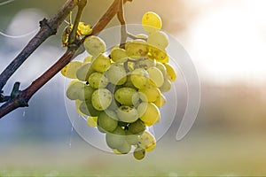 Close-up of vine branch with green leaves and isolated golden yellow ripe grape cluster lit by bright sun on blurred colorful