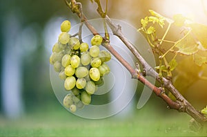 Close-up of vine branch with green leaves and isolated golden yellow ripe grape cluster lit by bright sun on blurred colorful