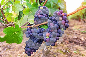 Close up vine grapes in champagne region in autumn harvest, Reims, France