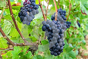 Close up vine grapes in champagne region in autumn harvest, Reims, France