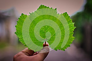 Close up of vine leaves with pattern