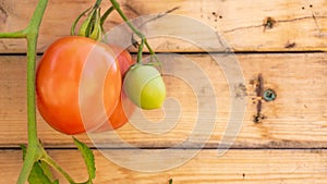 Close up of vine red Roma tomato and unripe green tomato on a wood background, useful for copy space or a web banner, depicting