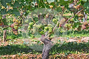 CLose up on a vine stock