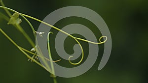 Close-up of vine tendrils, growing and ripening of wine grapes, organic products