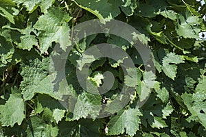 Close-up of vines leaves from a French vineyard.