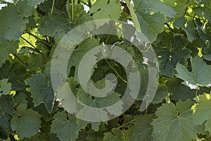 Close-up of vines leaves from a French vineyard.