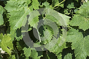Close-up of vines leaves from a French vineyard.